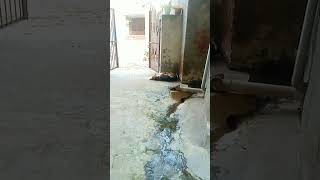 Again see how shimba sadela sleep 😴😴streetdogpluto doglover funny streetpuppy doglover [upl. by Callum]