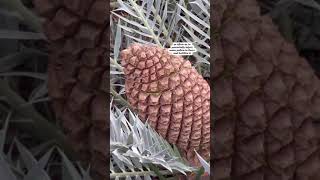 Cone Maturing on Encephalartos horridus [upl. by Inoek]