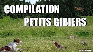 Compilation Petits Gibiers au Chien darrêt 2017 2018 [upl. by Naahsar]