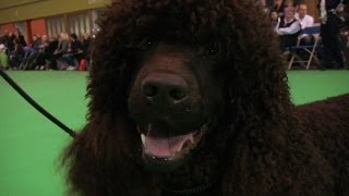 Crufts Irish Water Spaniel Best of Breed 2012  Sh ChAm Ch Whistle Stops Elements Of Magic [upl. by Kaylil]