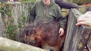 Exmoor Pony inspection and conservation grazing [upl. by Quackenbush]