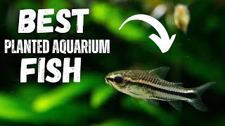 BEST Fish For a Planted Aquarium  TOP 7 [upl. by Brandais]