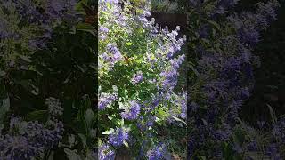 Blue Beard and the Bees Caryopteris in the Garden flowergarden [upl. by Yuille]