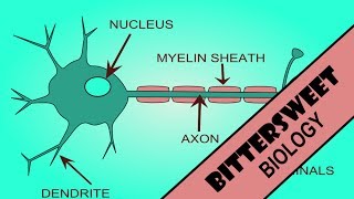 Action Potential Explained  The Neuron [upl. by Einalam]