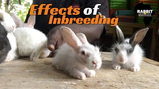 Effects of Inbreeding  Rabbit Farming Business [upl. by Funda720]