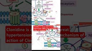 Clonidine is a drug used to treat hypertension What is the mechanism of action of Clonidine [upl. by Hekker589]