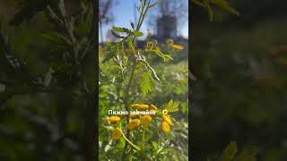 Tanacetum vulgare🌼plants 🌿nature💚ukraine🇺🇦video vlog garden [upl. by Roberts]