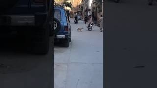 Dog Chasing Bike 😂  Bike vs Dog 🐕 [upl. by Grote]