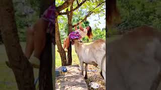 Funny videos most is pawarful funny laughing eidmiladunnabi funnyvideo comedy funnymoment [upl. by Lotta418]