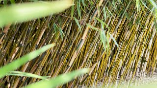 Clumping Bamboo Pros and Cons  Growing Bamboo as a Hedge [upl. by Gladdie]