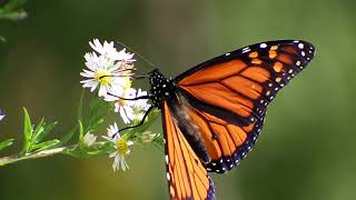 Monarch Butterfly Danaus Plexippus  Slow Motion Observations [upl. by Vitoria899]