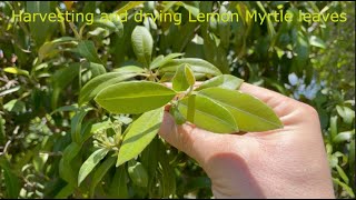 Harvesting and Drying Lemon Myrtle leaves HD 720p [upl. by Jari]