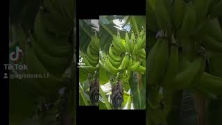 Banane plantain abonnetoi agriculture farming animals [upl. by Uhp]