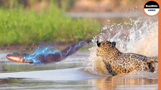 Can A Jaguar Survive 860 Volt Electric Eel Shock [upl. by Tedra]