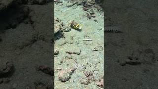 This fish is DANGEROUS  Maddie Moate shorts  stonefish sealife fishfacts beachlife [upl. by Fisa]