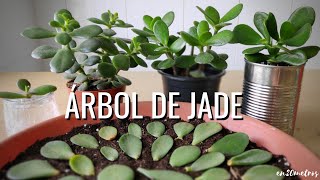 Cómo REPRODUCIR con éxito la suculenta ÁRBOL DE JADE 3 métodos  en20metros [upl. by Nirol2]