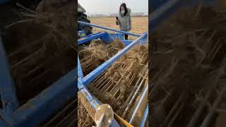 Hongyou stone picker potato harvester digger horseradish harvester salvia harvester [upl. by Genesia]