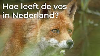 Hoe leeft de vos in Nederland  Het Klokhuis [upl. by Herrera]