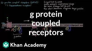 G Protein Coupled Receptors  Nervous system physiology  NCLEXRN  Khan Academy [upl. by Eliason]