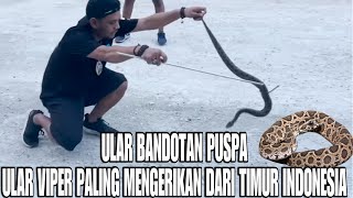 PANJI PETUALANG TEMUKAN ULAR VIPER PALING MEMATIKAN DI INDONESIA BANYAK DI TEMUKAN DI GRESIK [upl. by Teragramyram]