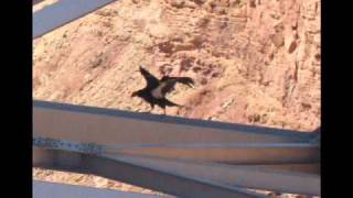 California Condors Navajo Bridge Lees Ferry and Surrounding Area [upl. by Sukcirdor939]