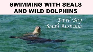 Best Wildlife Experience in Australia  Swimming with Wild Seals and Dolphins [upl. by Samuela]