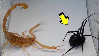 EL PODER DEL ESCORPIÓN contra una araña ciempiés cangrejo avispón  LA LEY DEL MAS FUERTE [upl. by Trixie]