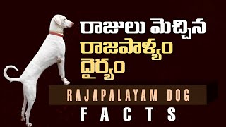 రాజపాళ్యం డాగ్ ఇన్ఫర్మేషన్ తెలుగు Rajapalayam dog facts in telugu [upl. by Hax390]