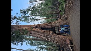 Tuolumne Grove of Giant Sequoias [upl. by Kristianson]