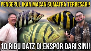 PENGEPUL IKAN MACAN SUMATRA TERBESAR 10 RIBU DATZ DI EKSPOR DARI SINI JAMBI SUPERBULLS [upl. by Christianson]