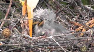 Grey Heron Feeding Baby Chicks アオサギの給餌 [upl. by Annovahs]