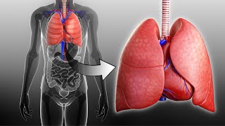 Respiratory and Circulatory Systems Working Together I Grade 9  Q1 l PART 3 [upl. by Saunders]