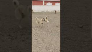 Kangal Attack On Wolf 🐺  Turkish Shepherd kangal dog [upl. by Feld]