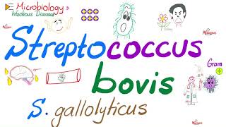 Streptococcus bovis Streptococcus gallolyticus  Microbiology 🧫 amp Infectious Diseases [upl. by Norvell]