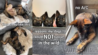 Reasons My Dogs Would NOT Survive In The Wild [upl. by Rusell]