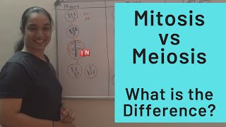 Mitosis vs Meiosis – What is the Difference [upl. by Eirbua727]