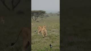 Lion chased away  lion lions wildlions wildlife safari africa serengeti bigcats cats king [upl. by Bobbe584]