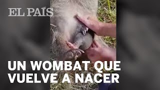 Rescatado un wombat del interior de su madre muerta  Internacional [upl. by Shirberg387]