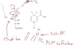 CHEM 407  Pentose Phosphate Pathway  6phosphogluconate Dehydrogenase [upl. by Ainoek179]