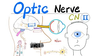 Optic Nerve amp Visual Pathway  Cranial Nerve 2 CN II  Neuroanatomy Series [upl. by Clayborn]