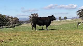 Onslow Angus Bull Sale  Lot 1 TZRT153 [upl. by Dhar142]