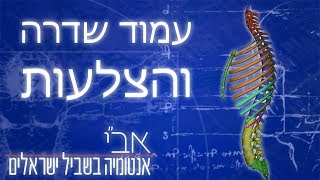 האנטומיה של עמוד השדרה והצלעות [upl. by Zeculon]