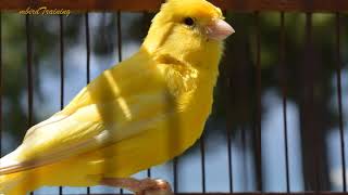 canary singing video  the best canary training song 40 minutes [upl. by Osei379]