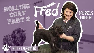 Rolling coat on Fred the Brussels Griffon  part 2  Kitty Talks Dogs  TRANSGROOM [upl. by Lerual]