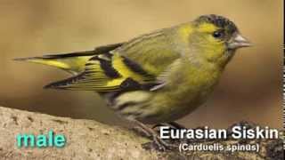 Siskin  Eurasian Siskin Bird Call and Pictures for Teaching BIRDSONG [upl. by Arbas247]