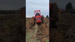 Ferguson TEF20 at NBVTS North Buckinghamshire Winter Ploughing Match Sunday 28th January 2024 [upl. by Christiano]