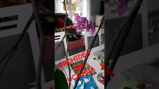 ORCHIDEA ma UCZUCIA Samo życie 49 [upl. by Lorrac]