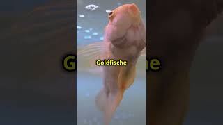 Goldfische und ihr Gedächtnis 9 Sekunden oder doch Monate 🐟🧠 Die Wahrheit wird dich überraschen [upl. by Karlotta]