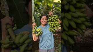 Mini Vlog 113 kokan banana homegrown fruits swanandisardesai [upl. by Eeldivad]