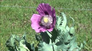 Pavots toute sortepapaver somniferum [upl. by Beacham]